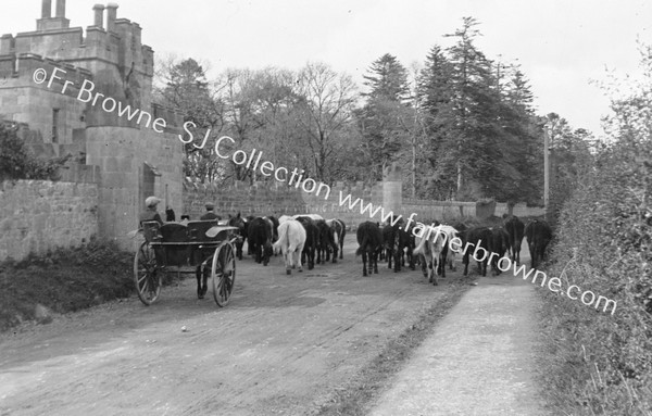 CATTLE ON THE ROAD